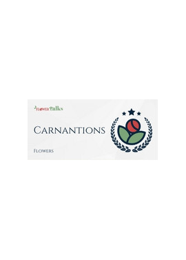 Carnations Delivery Philippines | FlowerTalks